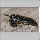 Psenulus sp - Grabwespe 05c 8-9mm mit Blattlaus.jpg